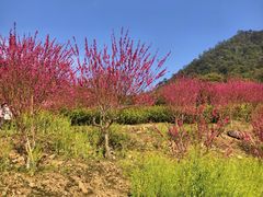 -广州市石门国家森林公园