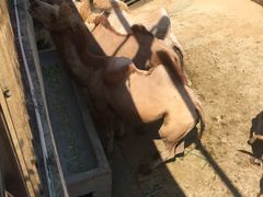 -泉州海丝野生动物世界