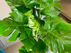 -秦美花卉(天朗·莱茵小城2期店)