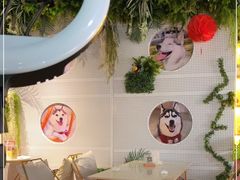 -Husky Go! 哈士奇体验馆·宠物咖啡厅狗咖
