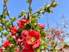 -鹫峰国家森林公园