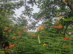 -三亚亚龙湾金棕榈度假酒店