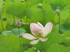 -莲花池公园