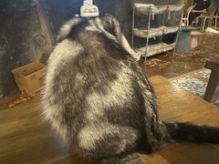 -猫猫幼稚园·撸猫·桌游·电玩