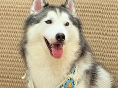 -星多哈·狗咖·拼豆·咖啡