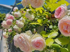 -丹东路渡口(轮渡站)