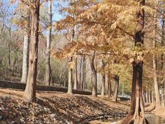-白水寺森林公园