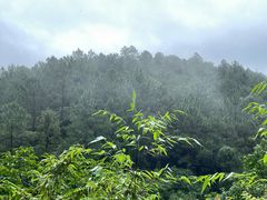 -广州白江湖森林公园