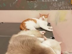 -猫咪派对(江南西店)