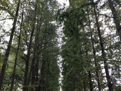 -上海滨江森林公园