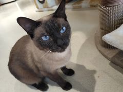 -藏猫猫咖啡主题馆(中央大道店)