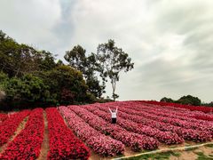 -松山湖梦幻百花洲