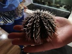 -海盗餐厅