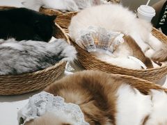 -怪兽屋·羊驼·猫咖·狗咖(俊华广场店)