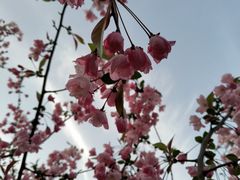 -南汇桃花村