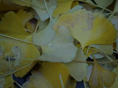 -陕西师范大学(雁塔校区)