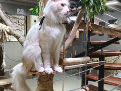 -豆逗聊愈猫阁Easy Life