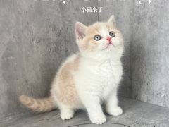 -小猫来了·猫舍(红山六九七九店)