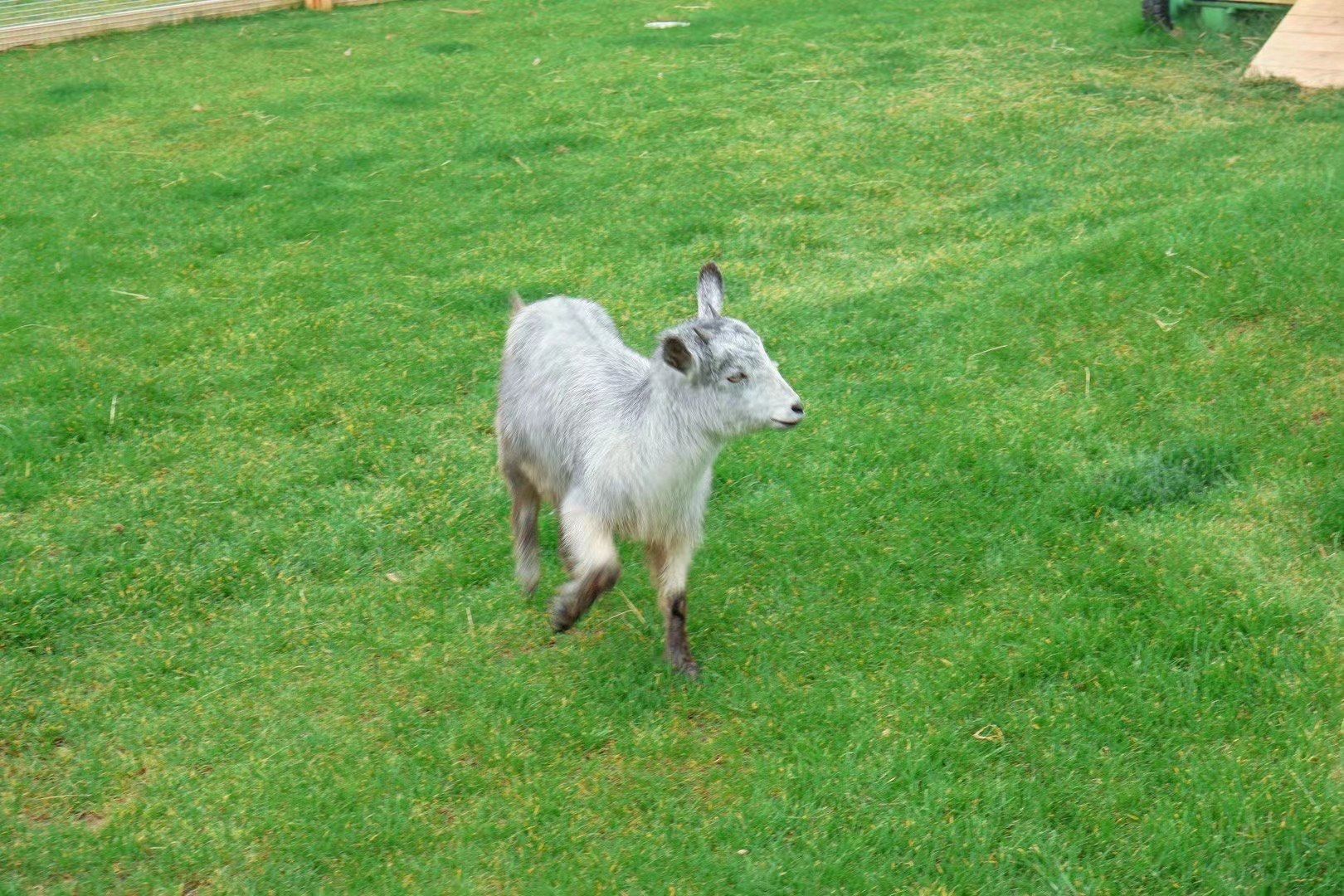 小羊跳跃超治愈