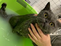 -BABIT巴比特宠物(MOMOPARK店)