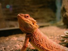 -帕帕拉兹宠物(亚洲旗舰店)