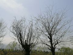 -洨河生态公园