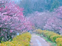 -梅花山(明孝陵内)