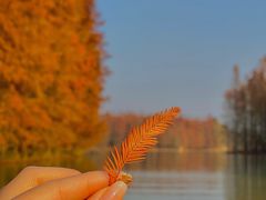 -上海海湾国家森林公园