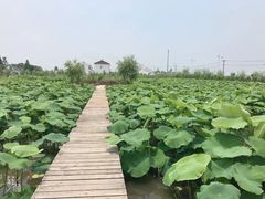 -同銮特种养殖场·龙虾垂钓