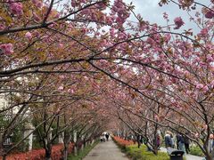 -高东镇樱花园
