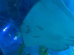 -芜湖新华联大白鲸海洋公园