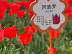 -荷兰花海