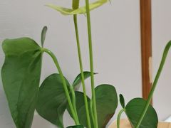 -眉州东坡(亚运村店)