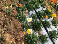 -名花谷生态庄园