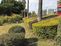 -椰风寨