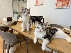 -有喵·猫咖·狗咖·30几只猫10只小狗(岗厦店)