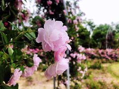 -尚贤河湿地