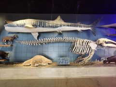 -浙江自然博物院(杭州馆)