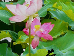 -荷塘月色湿地公园·向阳花洲