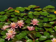 -国家植物园南园