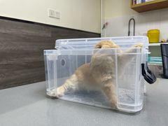 -爱侣宠医·鹦鹉专科·小型哺乳类·异宠专科(灵石路店)