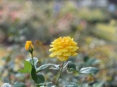 -人民公园(罗湖区)