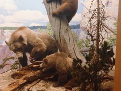 -美国自然历史博物馆