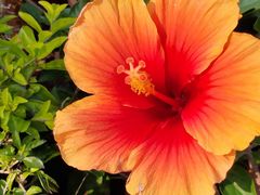 -福田红树林生态公园