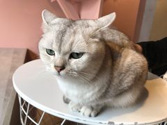 -猫儿山۰猫主题餐厅