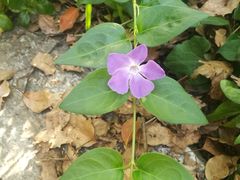 -上海市保健医疗中心