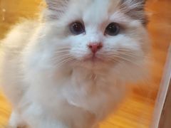 -猫十亿·布偶金渐层·曼基康矮脚猫舍(青年路店)