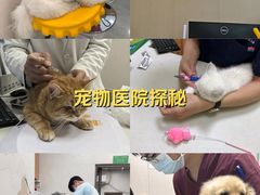 -瑞鹏宠物医院·骨科·猫科·内科(第一中心)
