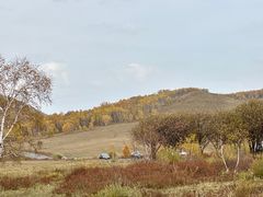 -乌兰布统景区-白桦林
