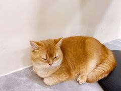 -猫力发电所·宠物专门店